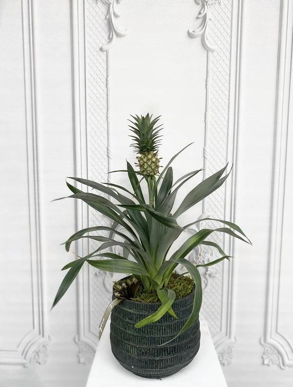 Ananas Çiçeği
