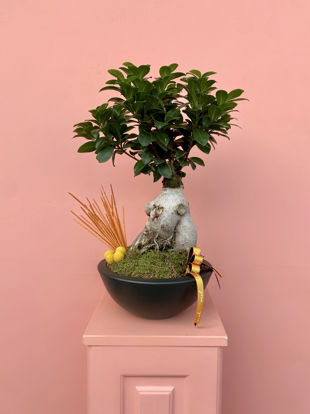 Ginseng Bonsai